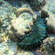 The Lakshadweep administration has created the world’s first conservation area for sea cucumbers known as Dr. KK Mohammed Koya Sea Cucumber Conservation Reserve.